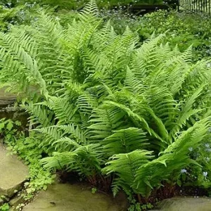 Lady Fern Bare Roots - 10 Pack, 3-5 Inches Tall, Outdoor Ground Cover Plants - Image 7