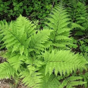 Lady Fern Live Bare Roots - 10 Pack Outdoor Fern Plants for Gardening - Image 4