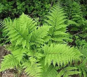 Lady Fern Live Bare Roots - 10 Pack Outdoor Fern Plants for Gardening - Image 1