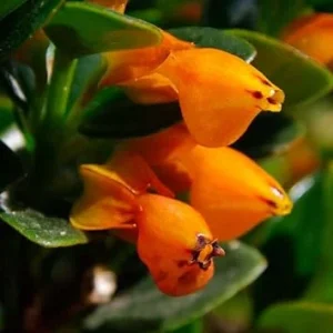 Lady Goldfish Live Plant 4" Potted Tropical Indoor Trailing Houseplant - Image 2