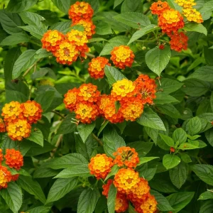 Lantana Live Plant – White Flowers, 4 Inch Pot, Perennial Outdoor - Image 1