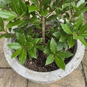 Laurus Nobilis Bay Leaf Live Plant 8-11 Inch Tall, Sweet Bay Laurel Herb Tree - Image 6