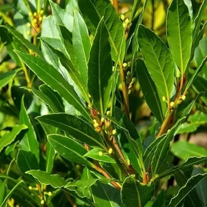 Laurus Nobilis Bay Leaf Tree Live Plant - Sweet Bay Laurel, 6-9 Inches Tall - Image 5