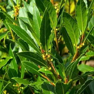 Laurus Nobilis Bay Leaf Tree Live Plant - Sweet Bay Laurel, 6-9 Inches Tall - Image 7