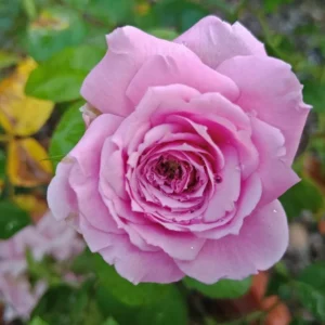 Lavender Grandiflora Rose Bush Live Plant - Fragrant Purple Flowers, 5-8" Tall Starter - Image 2