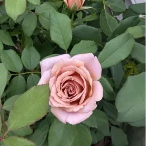 Lavender Grandiflora Rose Bush Live Plant - Fragrant Purple Flowers, 5-8