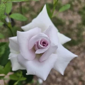 Lavender Grandiflora Rose Bush Live Plant - Fragrant Purple Flowers, 5-8