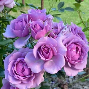 Lavender Grandiflora Rose Bush Live Plant - Fragrant Purple Flowers, 5-8