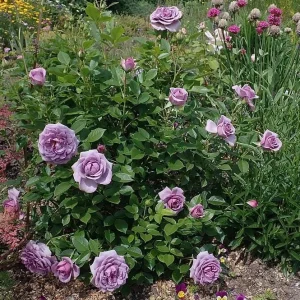 Lavender Grandiflora Rose Bush Live Plant - Fragrant Purple Flowers, 5-8" Tall Starter - Image 1