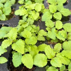 Lemon Balm Live Plant Set - 2 Perennial Herb Seedlings 4-6