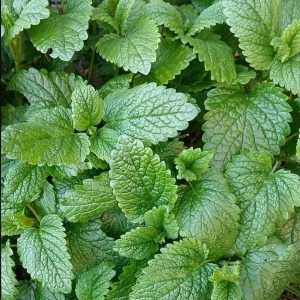 Lemon Balm Live Plant Set - 4 Perennial Mint Herb Seedlings, 4-6