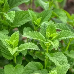 Lemon Balm Live Plant Set - 4 Perennial Mint Herb Seedlings, 4-6" Tall - Image 1