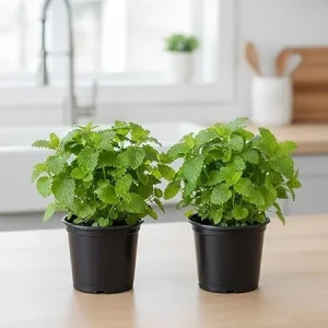 Lemon Balm Live Plant – Set of 2 – 4-6 Inch Well-Rooted Herb – Outdoor & Container - Image 1
