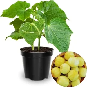 Lemon Cucumber Live Plants (Set of 2) – 3-5 Inches Tall, 4 Inch Pot – Vegetable Plant - Image 3
