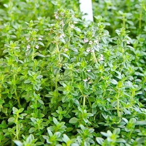 Lemon Thyme Live Plant - Set of 3, 3-6 Inch Starter Culinary Herbs for Garden - Image 2