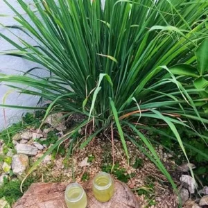 Lemongrass Live Plant – 3 Rooted Stalks – 4 Inches Tall – Indoor/Outdoor Perennial - Image 3