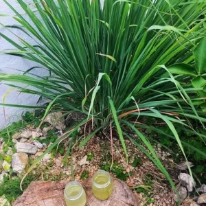Lemongrass Live Plant – 3 Rooted Stalks – 4 Inches Tall – Indoor/Outdoor Perennial - Image 4