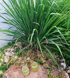 Lemongrass Live Plant – 3 Rooted Stalks – 4 Inches Tall – Indoor/Outdoor Perennial - Image 5