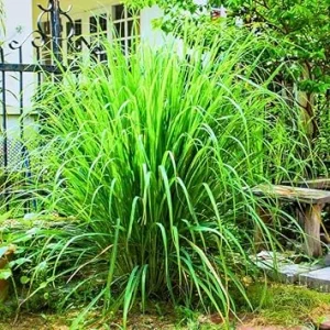 Lemongrass Live Plants - Set of 5 Stalks, 5-9" Tall, Fresh Herb for Garden - Image 2