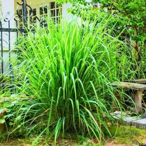 Lemongrass Live Plants - Set of 5 Stalks, 5-9" Tall, Fresh Herb for Garden - Image 1