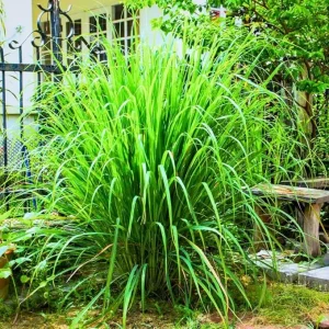 Lemongrass Live Plants - Set of 5 Stalks, 5-9
