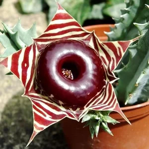 Lifesaver Zebrina Starfish Cactus Live Plant - Trailing Succulent in 2" Pot - Image 1