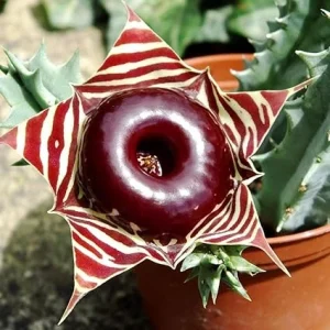 Lifesaver Zebrina Starfish Cactus Live Plant - Trailing Succulent in 2" Pot - Image 2