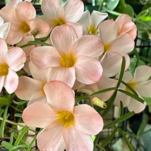 Light Pink Shamrock Live Plant - Oxalis Triangularis - 4 Inch Pot - Image 2