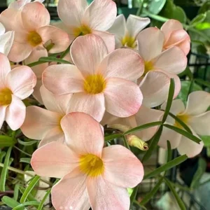 Light Pink Shamrock Live Plant - Oxalis Triangularis - 4 Inch Pot - Image 5