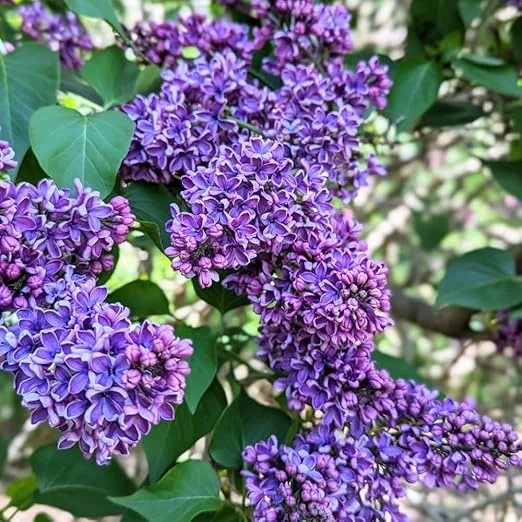 Lilac Bush Live Plant – 10 Inch Fragrant Flowering Shrub – Outdoor Perennial - Image 2
