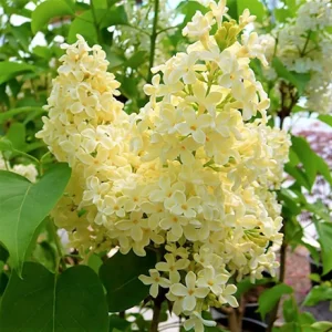 Lilac Bush Live Plant - Double Pink White Flowers, 6 to 8 Inch Dormant Shrub for Outdoor Planting - Image 4