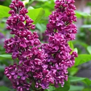 Lilac Bush Live Plant - Double Pink White Flowers, 6 to 8 Inch Dormant Shrub for Outdoor Planting - Image 5