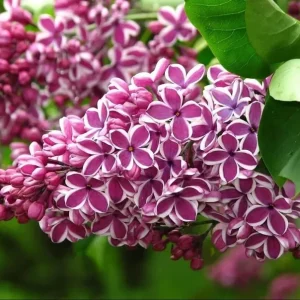 Lilac Bush Live Plant - Double Pink White Flowers, 6 to 8 Inch Dormant Shrub for Outdoor Planting - Image 1