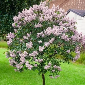 Lilac Live Plant 6-12 Inches – Fragrant Lavender Blue Flowers – Hardy Outdoor Shrub - Image 5