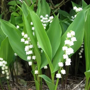 Lily of the Valley Bulbs - 10 Pack - Fragrant White Perennial Flowers for Shade - Image 4