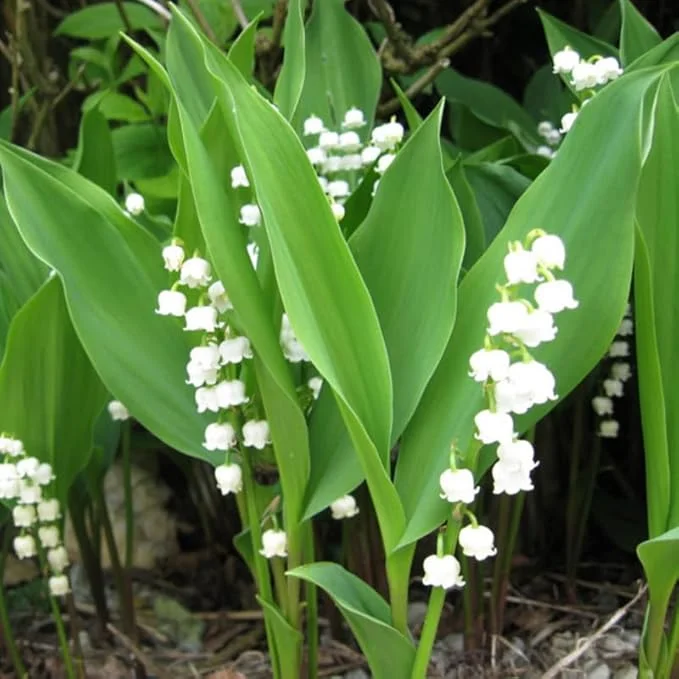 Lily of the Valley Bulbs - 10 Pack - Fragrant White Perennial Flowers for Shade - Image 4