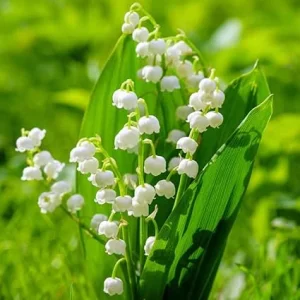Lily of the Valley Flower Bulbs - 10 Pack, Fragrant White Perennial Flowers for Outdoors - Image 6
