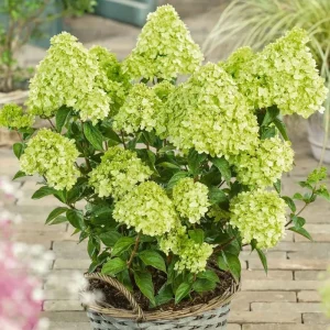 Lime Hydrangea Live Plant for Planting - 7-12" Tall Shrub in Pot - Image 2