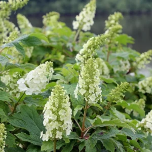 Lime Hydrangea Live Plant for Planting - 7-12