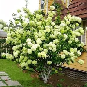Lime Hydrangea Tree Live Plant - Light Green Flowers, 4 inch Pot, Outdoor - Image 2