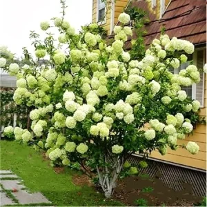 Lime Hydrangea Tree Live Plant - Light Green Flowers, 4 inch Pot, Outdoor - Image 1