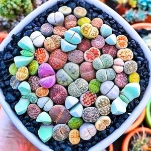 Lithops Live Plants Mix - 20 Pcs Living Stone Succulents Bulk - Large Size - Outdoor - Image 4