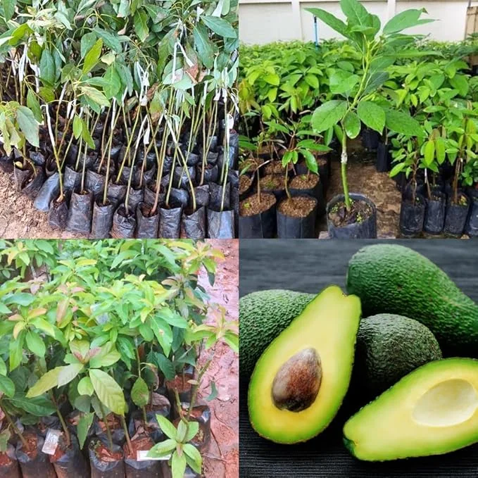 Live Avocado Tree - 1-2 Ft Tall Fruit Plant for Indoor/Outdoor Growing - Image 4