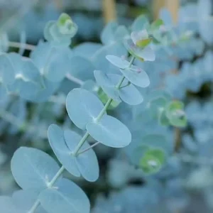 Live Baby Blue Eucalyptus Plant – Potted – 4 Inches Tall – Outdoor - Image 3