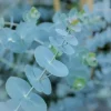 Live Baby Blue Eucalyptus Plant – Potted – 4 Inches Tall – Outdoor - Image 1