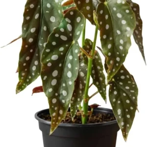 Live Begonia Plant - White Polka Dot Foliage Houseplant, 4-8" Tall, Indoor/Outdoor - Image 2
