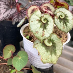 Live Begonia Plant - White Polka Dot Foliage Houseplant, 4-8