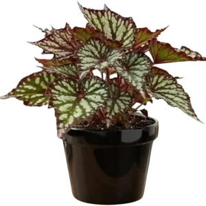 Live Begonia Plant - White Polka Dot Foliage Houseplant, 4-8
