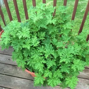 Live Citronella Plant 4 Inch Potted - Fragrant Herb for Outdoor & Indoor - Image 2