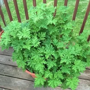 Live Citronella Plant 4 Inch Potted - Fragrant Herb for Outdoor & Indoor - Image 5